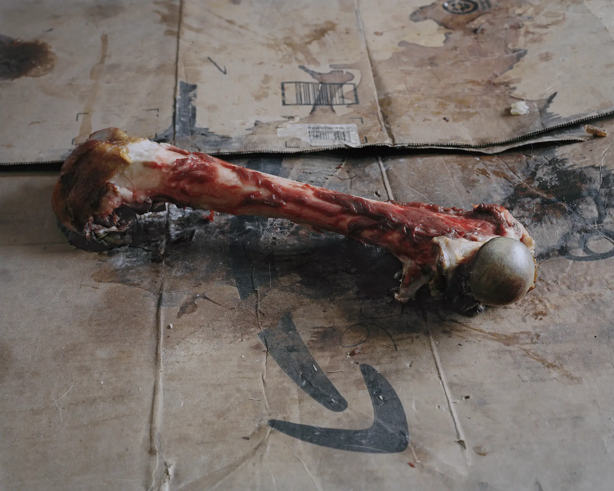 Photo n°3 de la série photo Tomorrow's gone